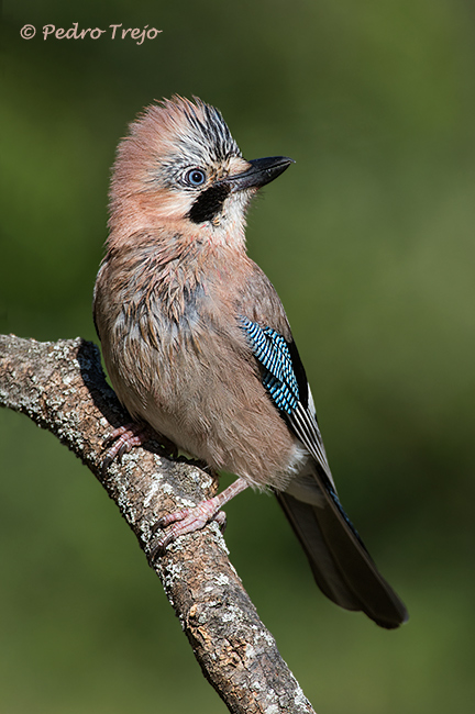 Arrendajo (Garrulus glandarius)